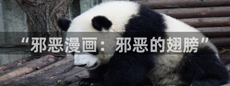 漫蛙搜索栏在哪